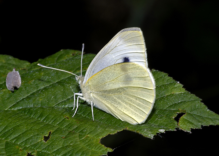Che Pieris  ?